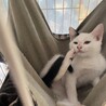 ちょっとビビりなごま塩にぎりくん サムネイル6