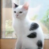 ちょっとビビりなごま塩にぎりくん サムネイル7