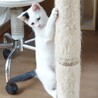 ちょっとビビりなごま塩にぎりくん サムネイル5