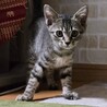 8/9高田馬場★鈴（りん）ちゃん★可憐GIRL！ サムネイル3