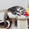 8/9高田馬場★黒豆くん★穏やかBOY サムネイル2