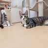 8/9高田馬場★黒豆くん★穏やかBOY サムネイル5