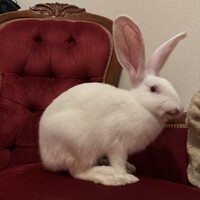 ヴィクトリア
