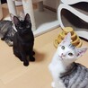 8/9高田馬場★更紗ちゃん★ノビシロたっぷり サムネイル7