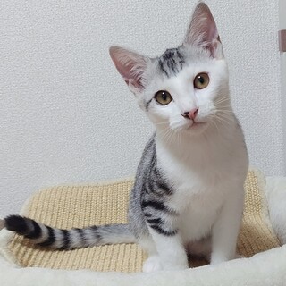 8/9高田馬場★四季くん★前髪パッツンBOY
