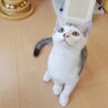 8/9高田馬場★四季くん★前髪パッツンBOY サムネイル2