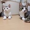 8/9高田馬場★四季くん★前髪パッツンBOY サムネイル5