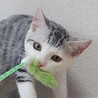 8/9高田馬場★四季くん★前髪パッツンBOY サムネイル7