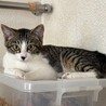 落ち着いた性格のつゆちゃん サムネイル2