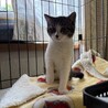 落ち着いた性格のつゆちゃん サムネイル3