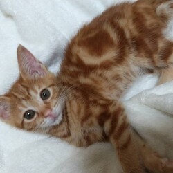 笑ねこ〜子猫だらけの譲渡会〜 サムネイル2