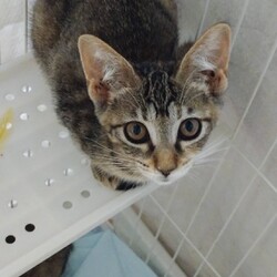 笑ねこ〜子猫だらけの譲渡会〜 サムネイル3