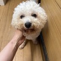 ボロニーズ　男の子レオン君　4歳