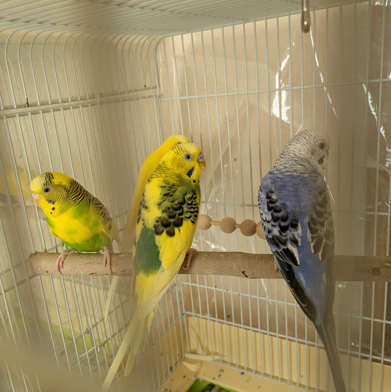 鳥の里親募集「レスキューされたセキセイインコその5」（神奈川県