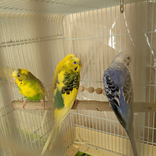 レスキューされたセキセイインコその5