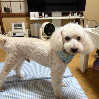 【急募】トイプードル15歳の飼い主募集