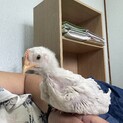 鶏のピヨくん