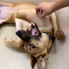 スタイリッシュな【つくしんぼ】くん！