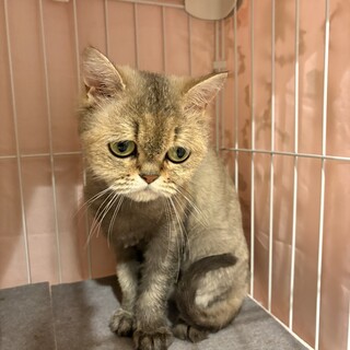 おとなしい性格のキリッとしたペルシャ3才です。