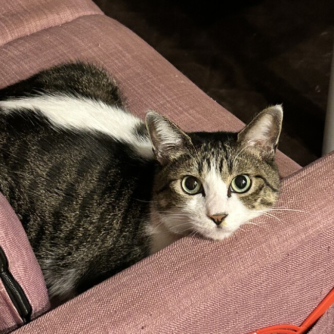 ぽりあぬすのカバー写真