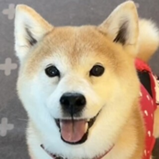 掲載ナンバーＤ１６６９　柴犬　椛ちゃん
