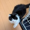 4ヶ月スコティッシュフォールド