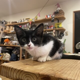 （トライアル中）黒白　覆面くん　サスケ