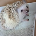 ハリネズミの里親募集します