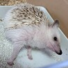 ハリネズミの里親募集します サムネイル2