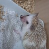 ハリネズミの里親募集します サムネイル3