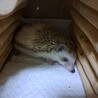 ハリネズミの里親募集します サムネイル4