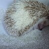 ハリネズミの里親募集します サムネイル5
