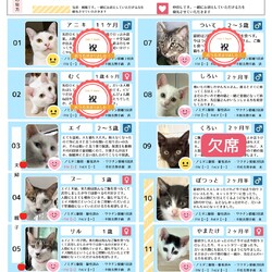 7月26日ラブとハッピー府中 保護猫譲渡会ご報告