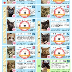 「7月26日ラブとハッピー府中 保護猫譲渡会ご報告」サムネイル2
