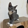 グレーの毛並み4兄弟❤️甘えん坊「アオ君」 サムネイル2
