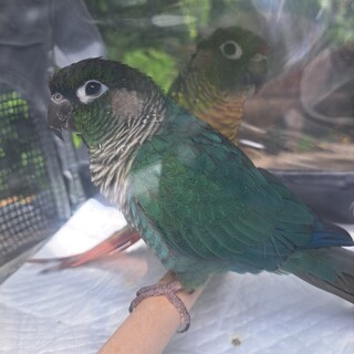 ウロコインコちゃん！綺麗な色です