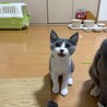 グレーの毛並み4兄弟❤️甘えん坊「レオ君」 サムネイル3