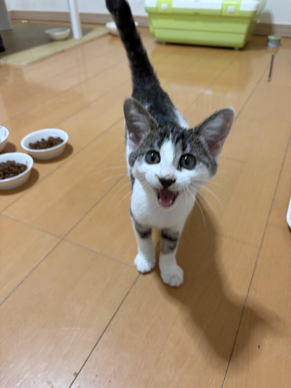 グレーの毛並み4兄弟❤️べたべた「リンちゃん」 サムネイル2