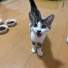 グレーの毛並み4兄弟❤️べたべた「リンちゃん」 サムネイル2