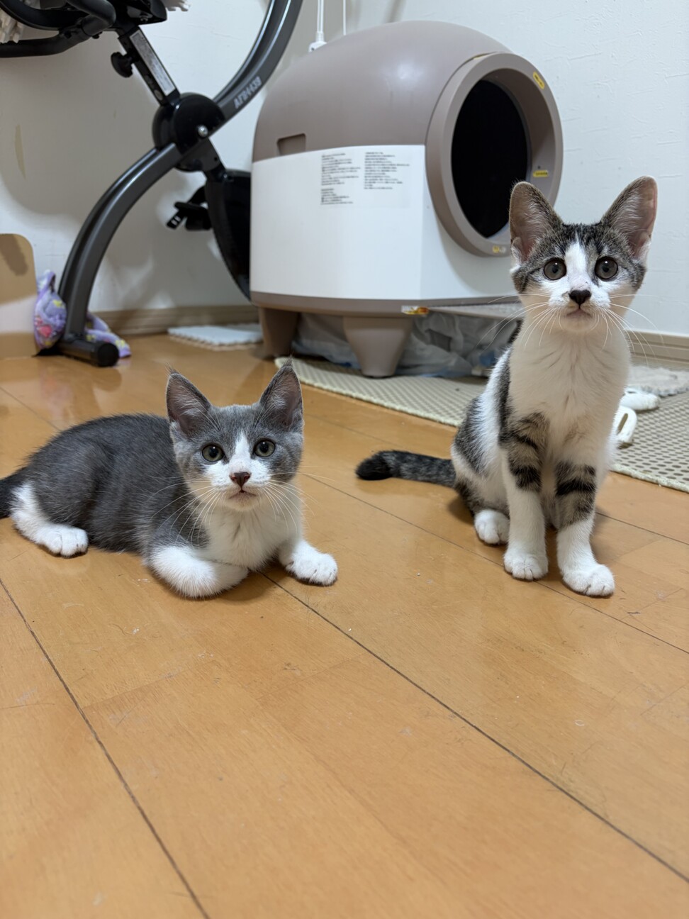 グレーの毛並み4兄弟❤️べたべた「リンちゃん」 サムネイル3