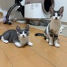 グレーの毛並み4兄弟❤️べたべた「リンちゃん」 サムネイル3