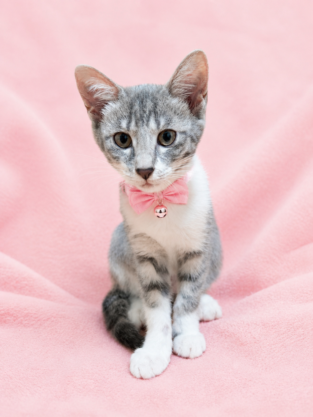 【一作限り】おうち焼肉を楽しむ親子猫ちゃん　Q199 グレーの毛並み4兄弟❤️」東京都 - 猫の里親募集(546732
