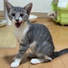 グレーの毛並み4兄弟❤️かわいい「ルナちゃん」 サムネイル2