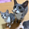グレーの毛並み4兄弟❤️かわいい「ルナちゃん」 サムネイル3