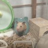 キンクマハムスター　生後3ヶ月の0歳 サムネイル2