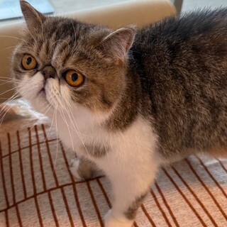 里親様決まりました