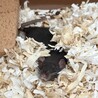 ねずみのおうちさがし さん