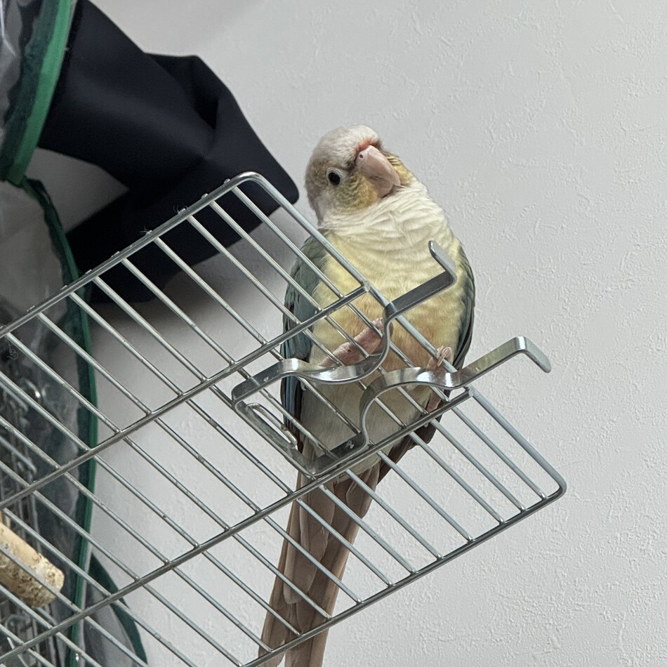 木の芽ちゃんのカバー写真