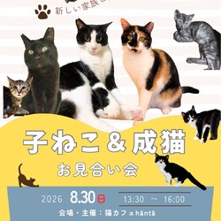 子猫　成猫お見合い会