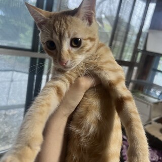 茶トラ　メス　4〜5ヶ月